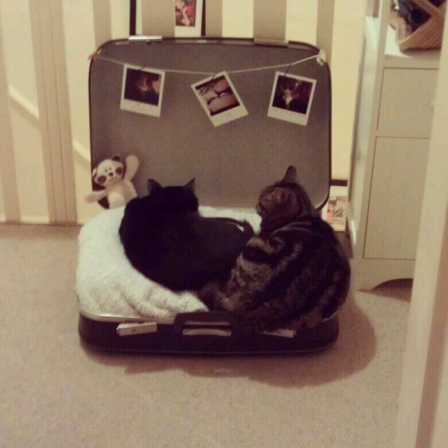 Suitcase_cats