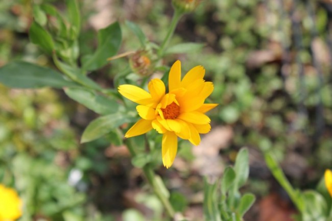 Pot Marigold â€“ used to improve skin condition and used in cosmetics