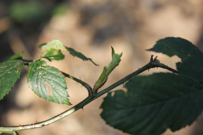 bramble buds as described above taste like coconut when chewed. You have to get through the first few chews which will be quite bitter but then.... wow!