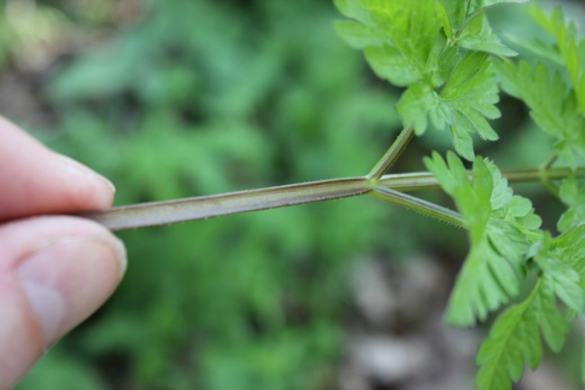 Cowparsley â€“ is a relation of hemlock! Look for a groove in the stem, this is present in cowparsley but not hemlock. The phrase sardonic grin, some say, comes from the expression on the face of people poisoned by hemlock as was done in Sardinia