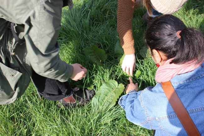 If you are using dock leaves to soothe your skin after being stung by a nettle go right to the centre of the plant and use the cooling sap from the stem of the leaves