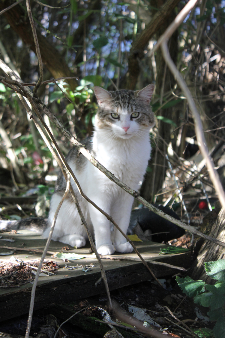 cat