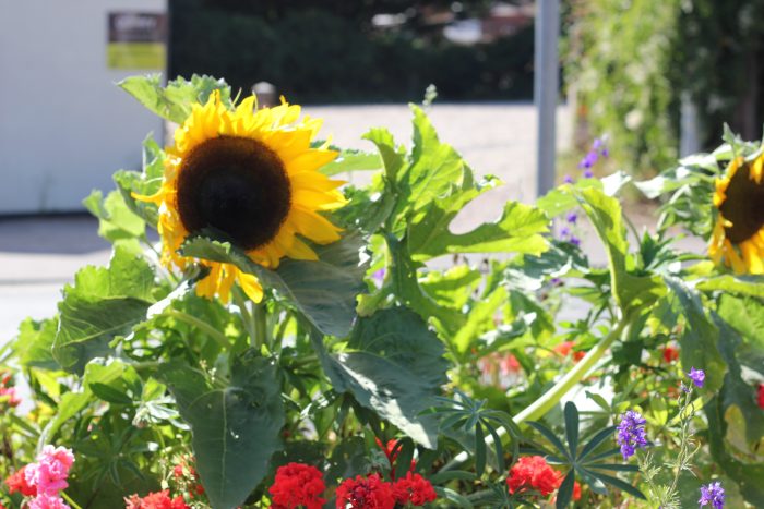 sunflowers