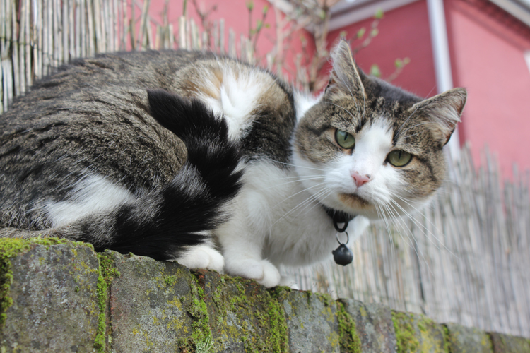 cat