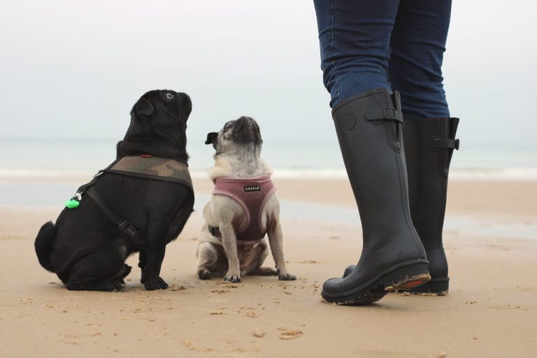 Doggy wellies hotsell